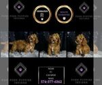 Small Photo #31 Cavapoo Puppy For Sale in WARSAW, IN, USA