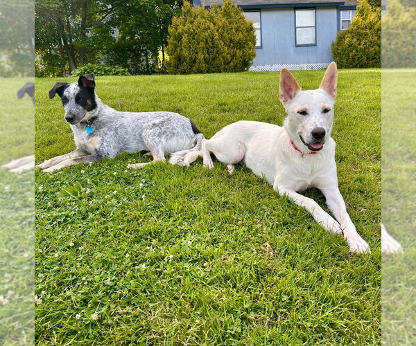 Medium Photo #26 Mutt Puppy For Sale in Canton, CT, USA