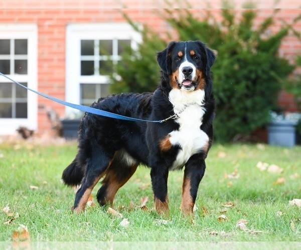 Medium Photo #1 Bernese Mountain Dog Puppy For Sale in OTTUMWA, IA, USA