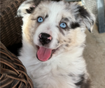 Puppy Puppy 2 Miniature Australian Shepherd