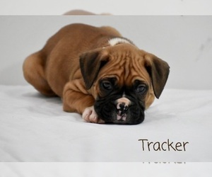 Boxer Puppy for sale in SHIPSHEWANA, IN, USA