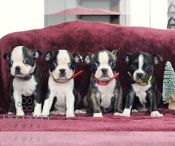 Medium Photo #3 Boston Terrier Puppy For Sale in PORT ROYAL, PA, USA