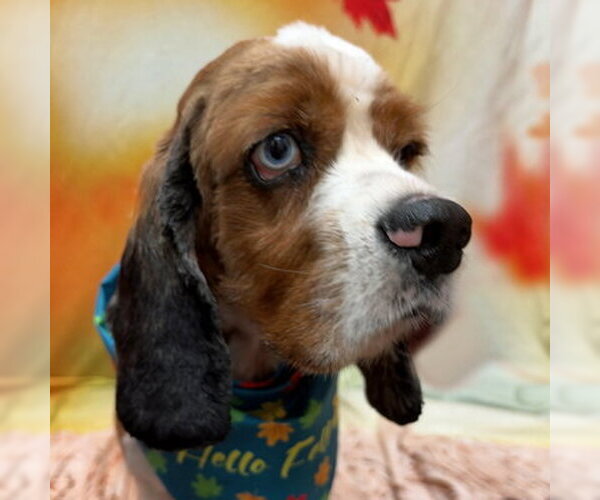 Medium Photo #6 Cocker Spaniel Puppy For Sale in Arlington, VA, USA