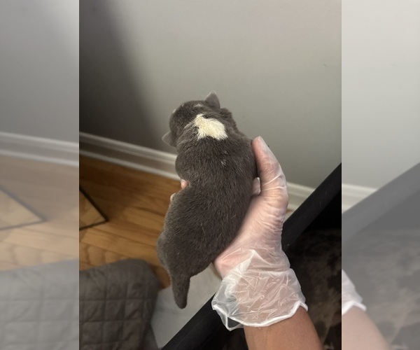 Medium Photo #7 American Bully Puppy For Sale in PARKVILLE, MD, USA