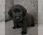 Puppy Puppy 1 Labrador Retriever