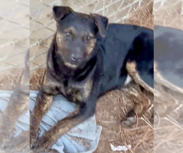 Medium Photo #6 Catahoula Leopard Dog-Plott Hound Mix Puppy For Sale in Okolona, MS, USA