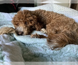 Mother of the Goldendoodle mix (+ Poodle Miniature) puppies born on 04/21/2026