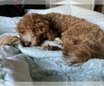 Small Photo #1 Goldendoodle mix (+ Poodle Miniature) Puppy For Sale in MANTECA, CA, USA