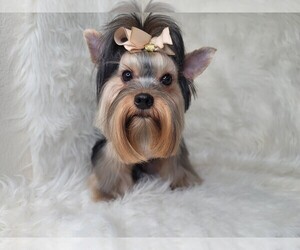 Father of the Yorkshire Terrier puppies born on 03/12/2025