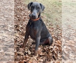Small Photo #1 Doberman Pinscher Puppy For Sale in BEGGS, OK, USA
