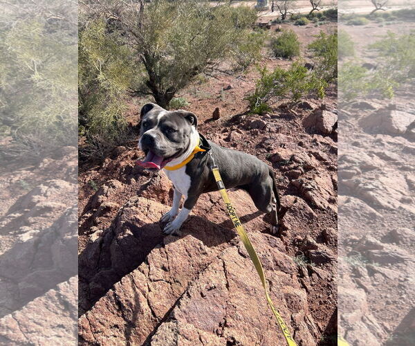 Medium Photo #6 American Staffordshire Terrier-Unknown Mix Puppy For Sale in phoenix, AZ, USA