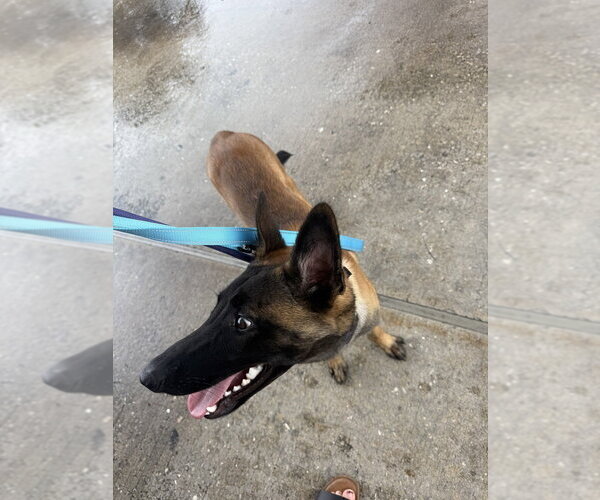 Medium Photo #2 Mutt Puppy For Sale in Imlay City, MI, USA