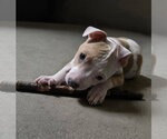 Small #4 Mutt