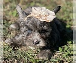Small Photo #4 Yorkshire Terrier Puppy For Sale in MIAMI, FL, USA