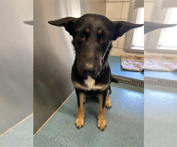 Medium Photo #1 German Shepherd Dog-Unknown Mix Puppy For Sale in Pearland, TX, USA