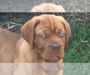 Dogue de Bordeaux Puppy for sale in WESTPORT, IN, USA