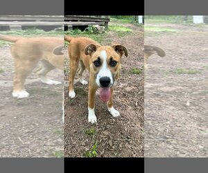 Collie-Unknown Mix Dogs for adoption in Scottsboro, AL, USA