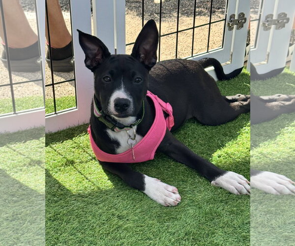 Medium Photo #4 Mutt Puppy For Sale in Sanford, FL, USA