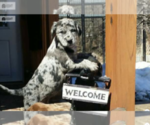 Small Photo #6 Sheprador Puppy For Sale in MILLVILLE, MN, USA