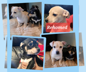 Chihuahua-Labrador Retriever Mix Puppy for sale in CEDAR HILL, TX, USA