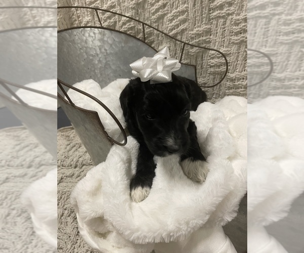 Medium Photo #4 Aussiedoodle Puppy For Sale in PASCAGOULA, MS, USA