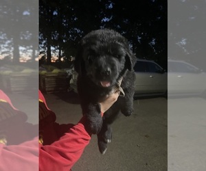 Newfoundland-Saint Bernard Mix Puppy for sale in SPARTA, WI, USA