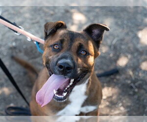 German Shepherd Dog-Unknown Mix Dogs for adoption in Martinez, CA, USA