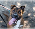 JASON - Male German Shepherd Dog-Unknown Mix Dog for Adoption - Small photo
