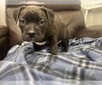 Small Photo #66 American Bully Puppy For Sale in REESEVILLE, WI, USA