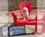 Small Photo #8 Goldendoodle Puppy For Sale in ATHENS, TN, USA