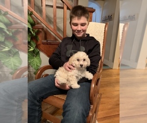 Bichpoo Puppy for sale in BEDFORD, IA, USA