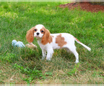 Small #2 Cavalier King Charles Spaniel