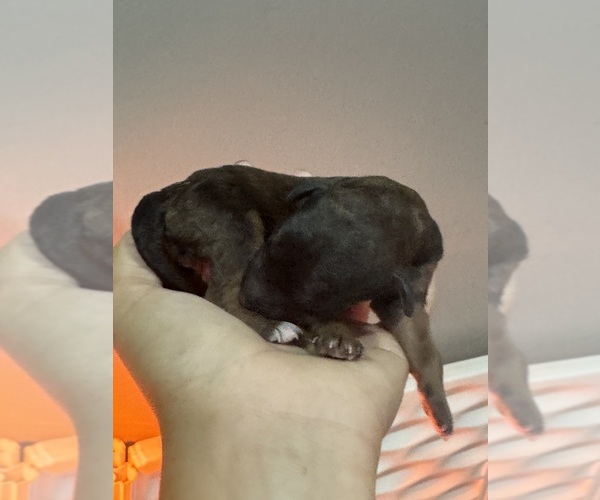 Medium Photo #2 Poodle (Standard) Puppy For Sale in LONGMONT, CO, USA