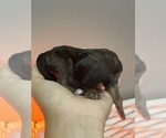 Small #1 Poodle (Standard)