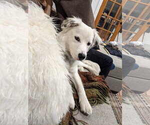 Lady (a courtesy listing in Oak Park, IL) - Female Border Collie-Unknown Mix Dog for Adoption - Photo #2
