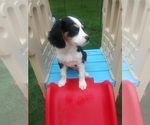 Small Photo #57 Australian Shepherd-Cavalier King Charles Spaniel Mix Puppy For Sale in HOWLAND, OH, USA