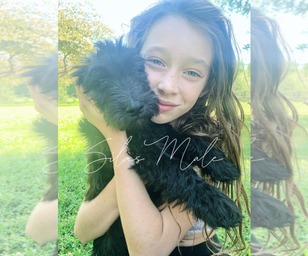 Medium Photo #5 Goldendoodle Puppy For Sale in FORT MILL, SC, USA