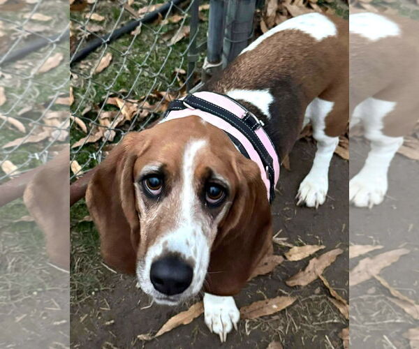 Medium Photo #3 Basset Hound Puppy For Sale in Deepwater, NJ, USA