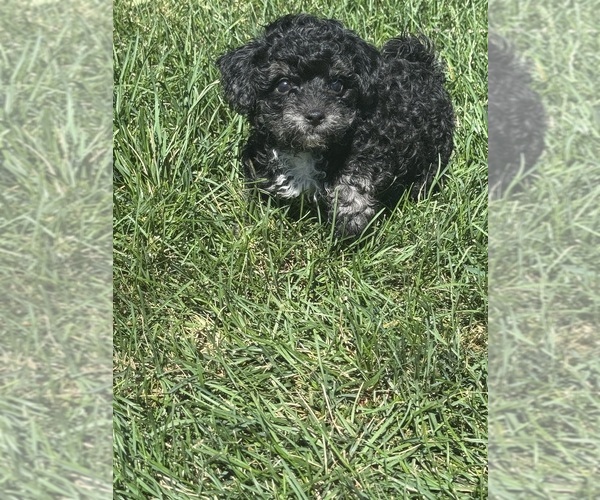 Medium Photo #7 Silkypoo Puppy For Sale in GRANGER, WA, USA
