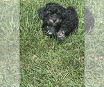 Small #6 Silkypoo