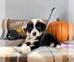 Small #2 Border Collie