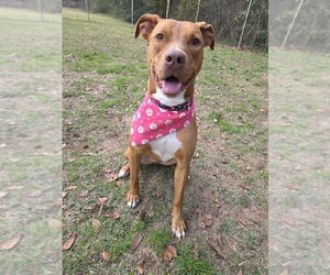 Unknown-Vizsla Mix Dogs for adoption in Magnolia Springs, AL, USA