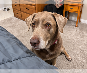 Gracie - Female Labrador Retriever Dog for Adoption - Photo #2