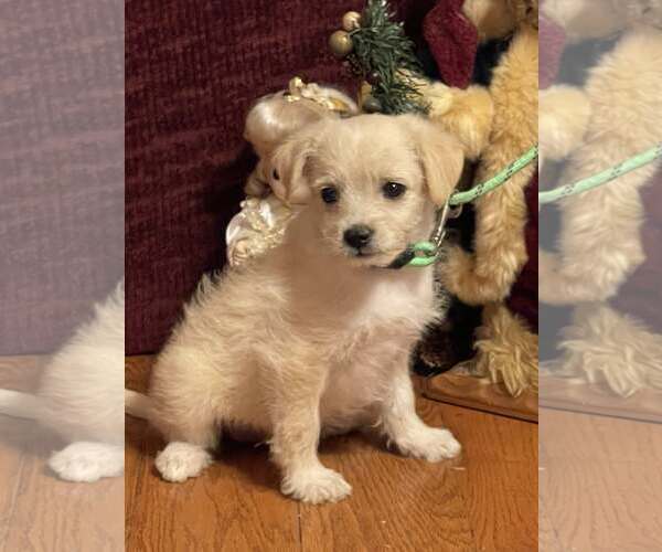 Medium Photo #1 Pomeranian Puppy For Sale in HOPKINSVILLE/PRINCETON, KY, NH, USA