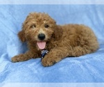 Dash - Male Goldendoodle (Miniature) Puppy for Sale - Photo #7