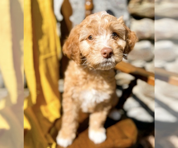 Medium Photo #1 Goldendoodle (Miniature) Puppy For Sale in ZIRCONIA, NC, USA