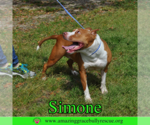 Simone - Female American Staffordshire Terrier-Unknown Mix Dog for Adoption - Photo #14