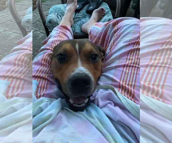 Medium Photo #37 American Pit Bull Terrier-Unknown Mix Puppy For Sale in Germantown, OH, USA