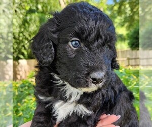 F2 Aussiedoodle Puppy for sale in COLUMBIA, TN, USA