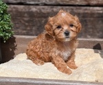 Small Photo #56 Cavapoo (Miniature) Puppy For Sale in GOSHEN, IN, USA